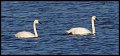 _4SB6655 tundra swans